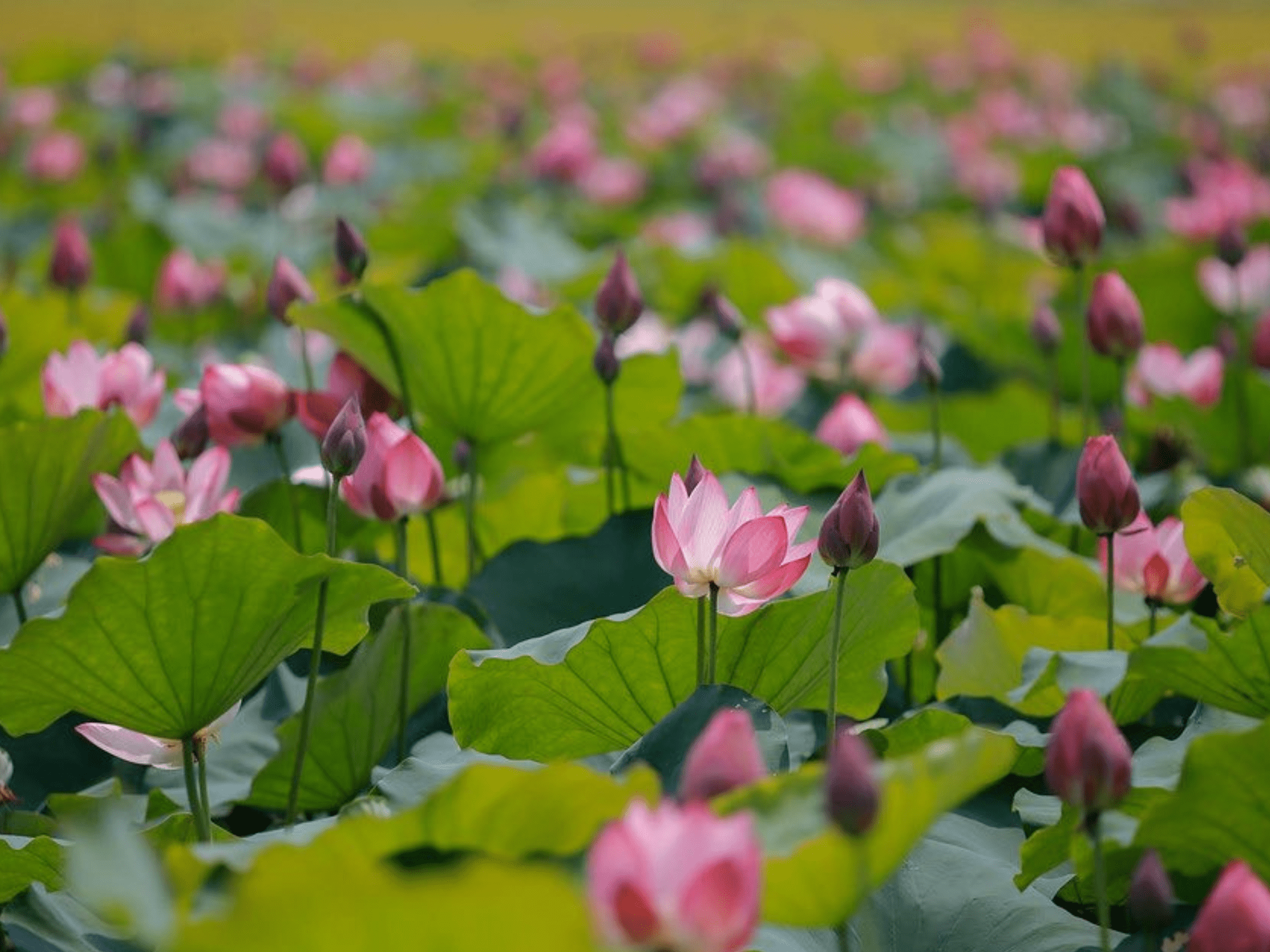 Ngày hội sen Huế - Hương sắc cố đô